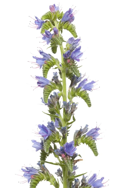 Echium vulgare — Stock Photo, Image