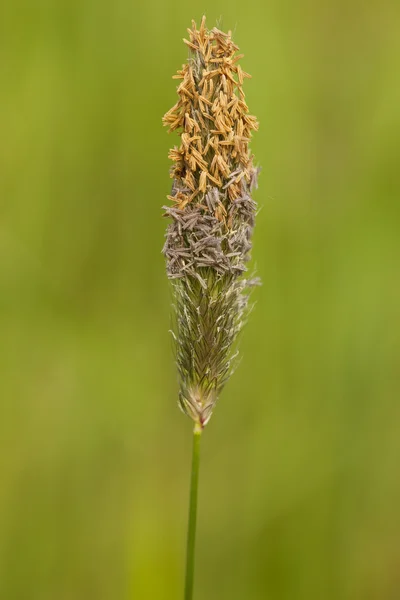 Foxtail — Stock Photo, Image