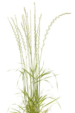 Young grass clipart
