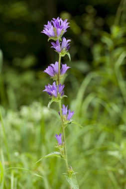 Harebell