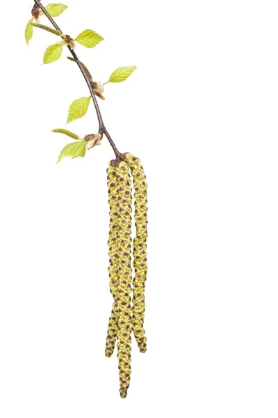 Branch birch — Stock Photo, Image