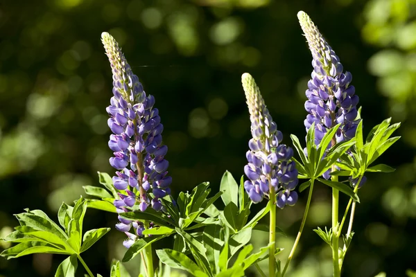 Lupin pourpre — Photo