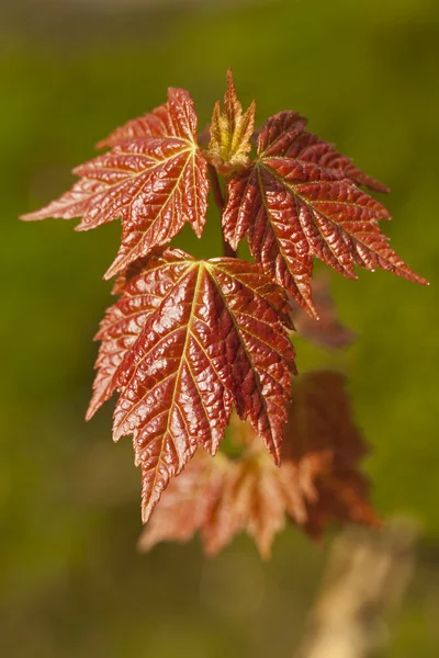 stock image Leaf of maple