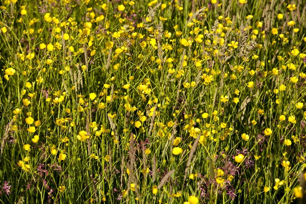 stock image Meadow