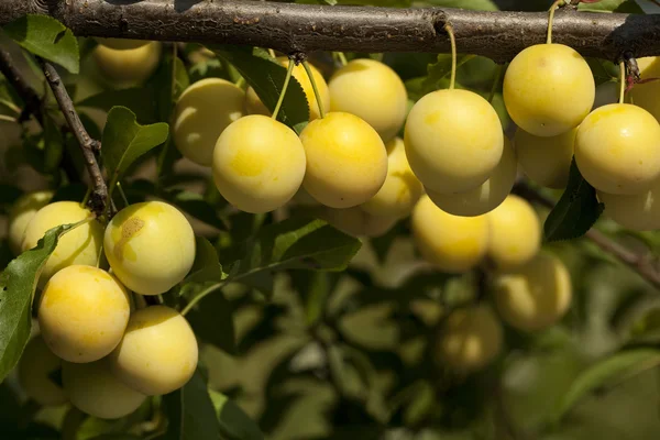 Fruit of plum — Stock Photo, Image