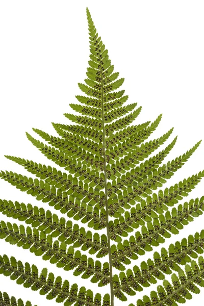 Fern's leaf — Stock Photo, Image