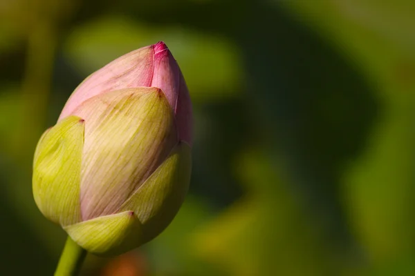 stock image Lotus flower