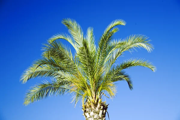 Leaves of a palm tree against the clear blue sky — Stock Photo © Serp77 ...