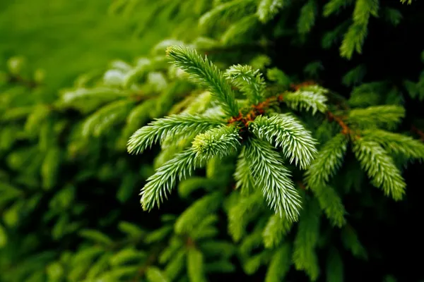 Green prickly branches — Stock Image Green prickly branches Stock Picture