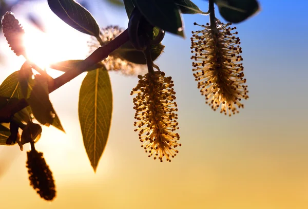 stock image Blooming willow tree.