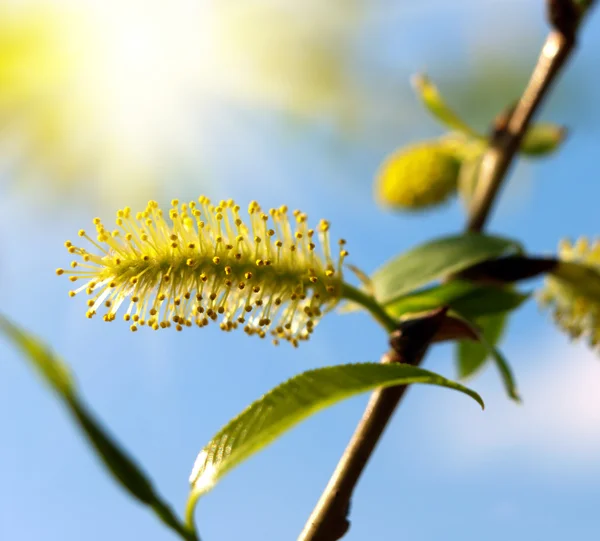 Blooming willow tree. — Stock Photo, Image