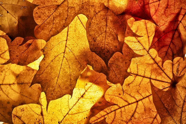 Stock image Autumn background.