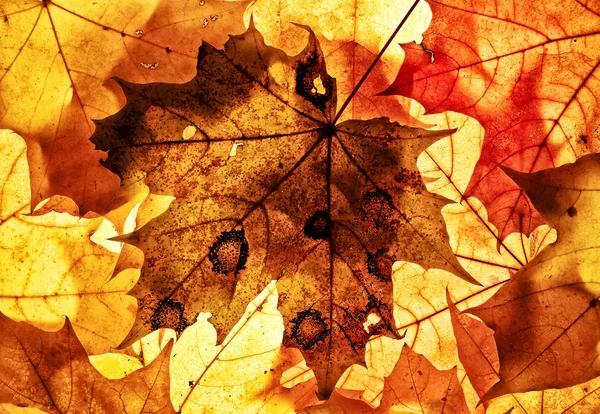 stock image Autumn background.