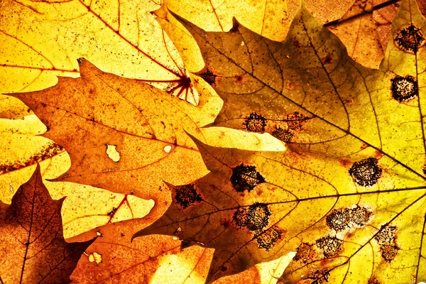 Stock image Autumn background.