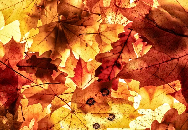 stock image Autumn background.