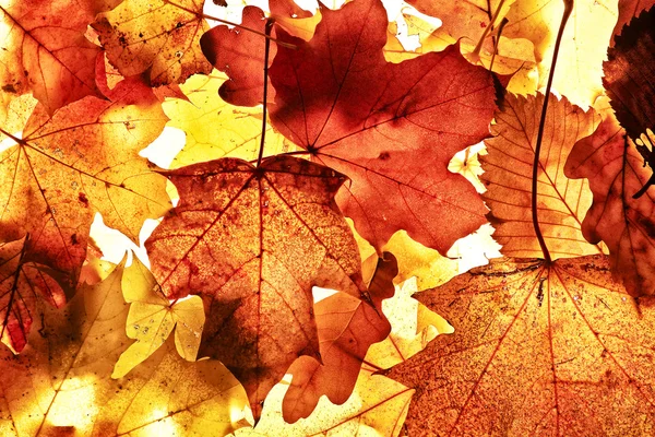 stock image Autumn background.