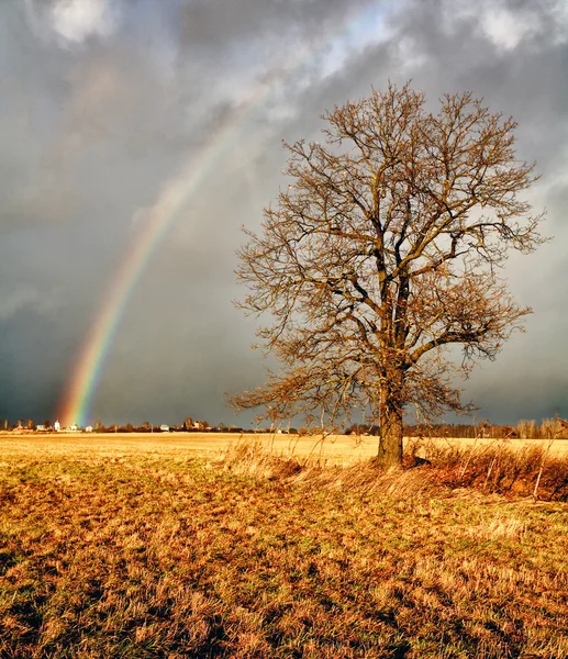 Regenbogen über einem Feld. — Stockfoto