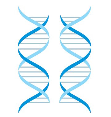 DNA structure clipart