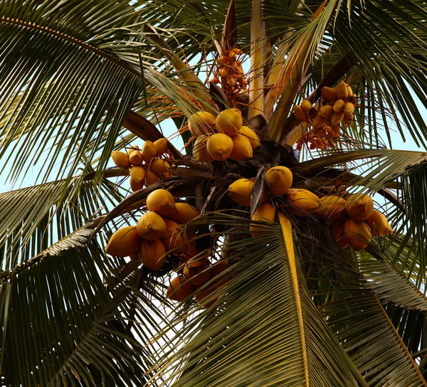 König Kokosnüsse — Stockfoto