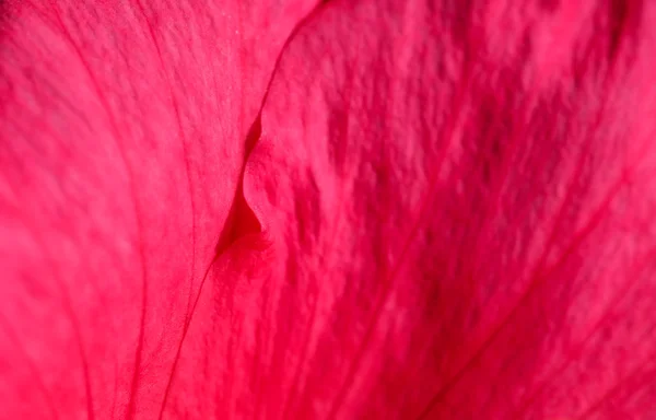 バラの花びら — ストック写真