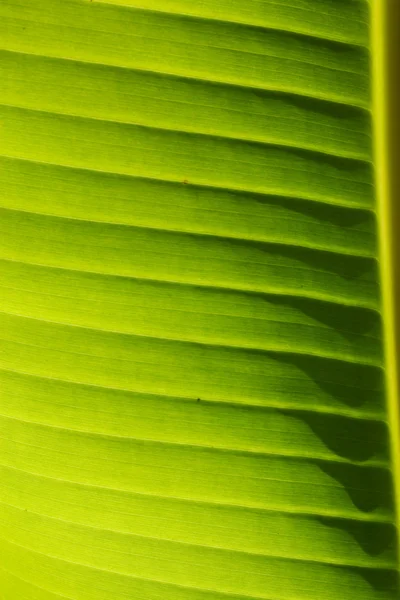 Yaprak yeşil — Stok fotoğraf