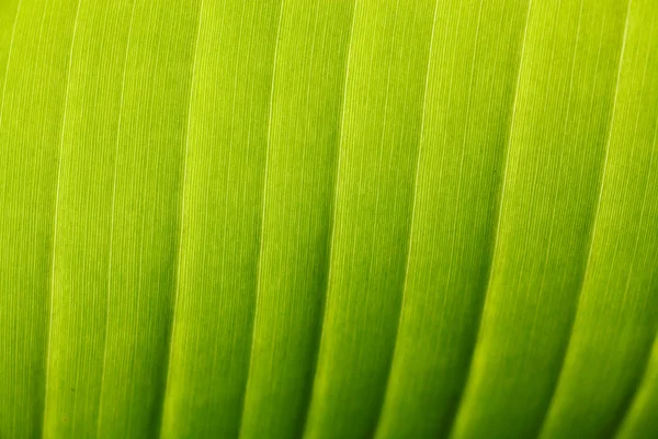 Green Leaf — Stock Photo, Image