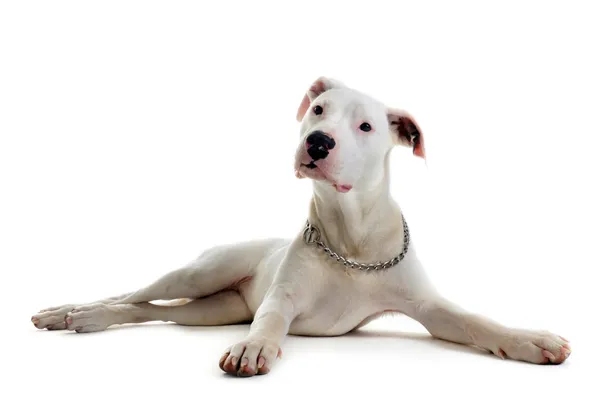 Argentinian Dog/Dogo Argentino Stock Image - Image of pitbull, animals:  2996823
