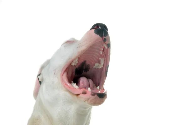 Dogo argentino barking — Stok fotoğraf