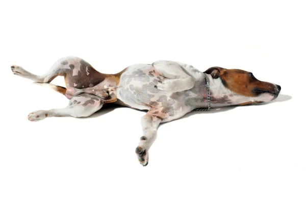 Ung jack russel terrier — Stockfoto