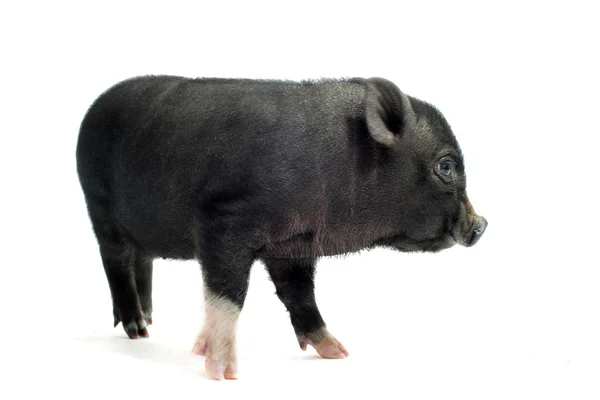 惊慌失措的小猪 — 图库照片