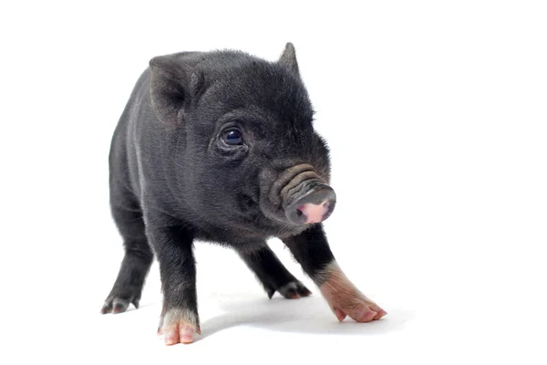 惊慌失措的小猪 — 图库照片