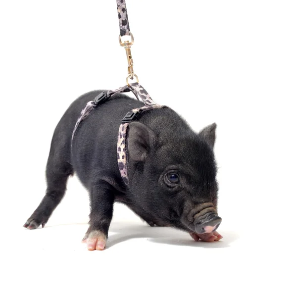Liitle piggy — Stock Photo, Image