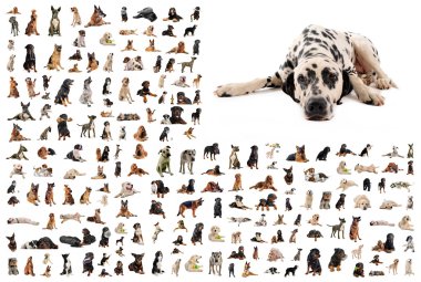 Group of dogs and dalmatian clipart