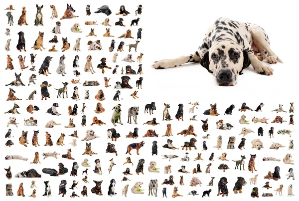 Группа собак и далматинцев — стоковое фото