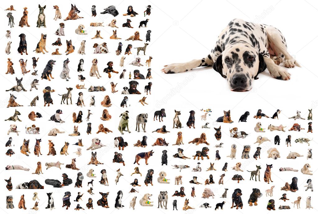 Group of dogs and dalmatian