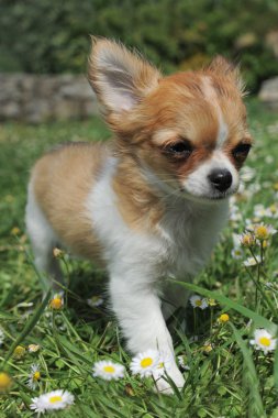 köpek chihuahua