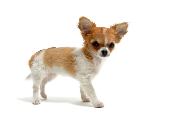 Cachorro Chihuahua —  Fotos de Stock
