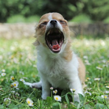 Yawning puppy chihuahua clipart