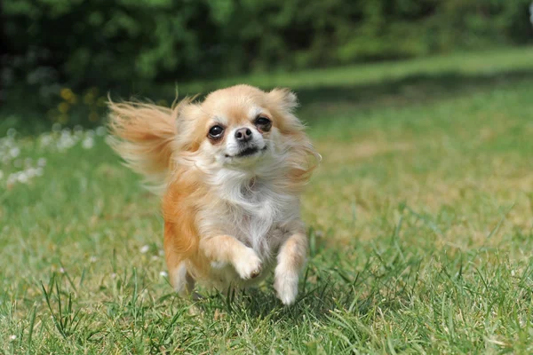 Chihuahua em execução — Fotografia de Stock