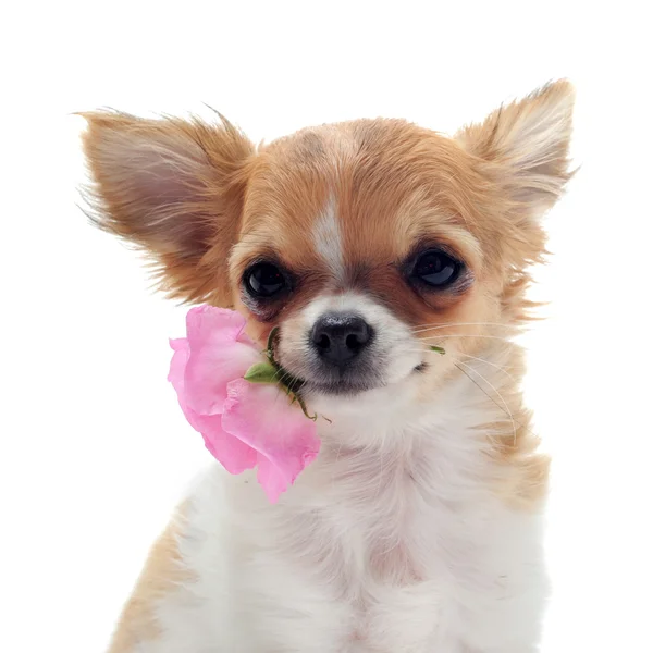 Chihuahua cachorro y flor — Foto de Stock
