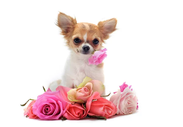 Chihuahua filhote de cachorro e flor — Fotografia de Stock
