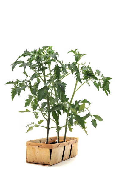 stock image Tomato seedling