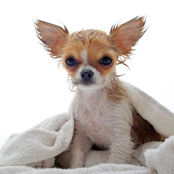 Cachorro mojado chihuahua —  Fotos de Stock