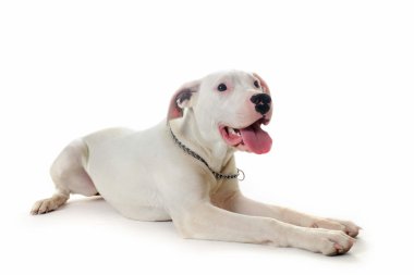 Dogo argentino