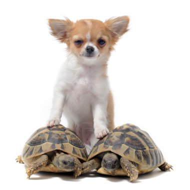 Puppy chihuahua and turtles clipart