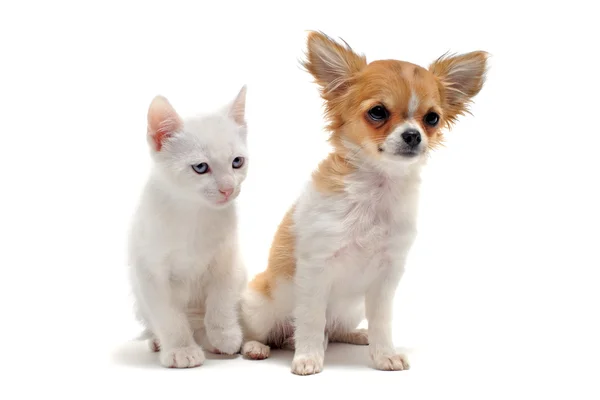 Čivava štěně a kotě — Stock fotografie