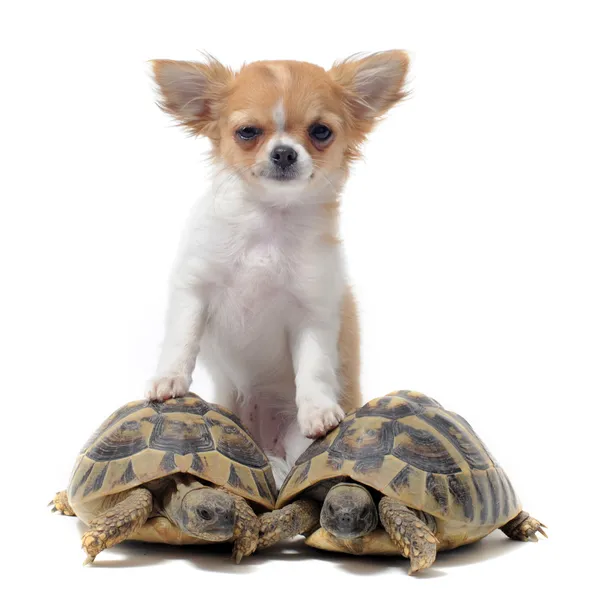 stock image Puppy chihuahua and turtles