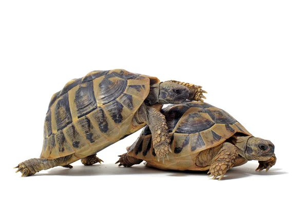 Tortoises having sex — Stock Photo, Image