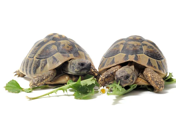 Schildkröten fressen — Stockfoto