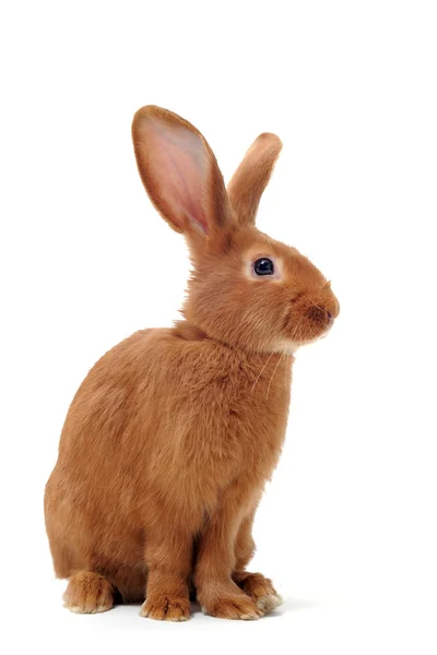 Jong konijn — Stockfoto